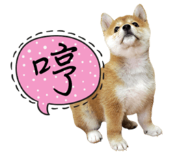 GIFAYE SHIBA INU FAMILY sticker #15019509
