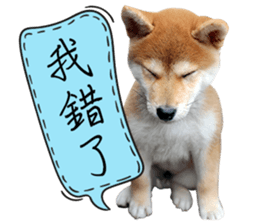 GIFAYE SHIBA INU FAMILY sticker #15019510