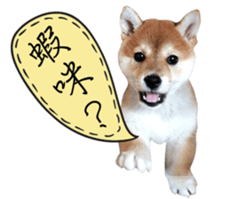GIFAYE SHIBA INU FAMILY sticker #15019511