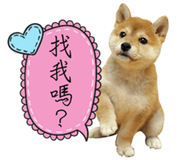 GIFAYE SHIBA INU FAMILY sticker #15019513
