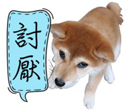 GIFAYE SHIBA INU FAMILY sticker #15019516