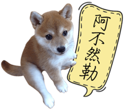 GIFAYE SHIBA INU FAMILY sticker #15019518