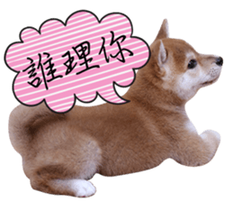 GIFAYE SHIBA INU FAMILY sticker #15019520