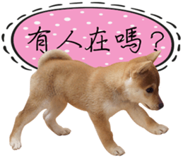 GIFAYE SHIBA INU FAMILY sticker #15019523