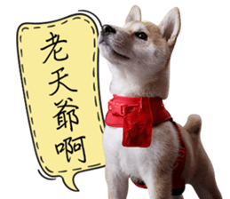 GIFAYE SHIBA INU FAMILY sticker #15019524