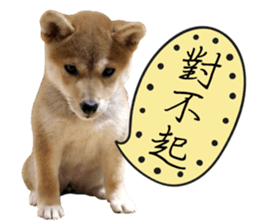GIFAYE SHIBA INU FAMILY sticker #15019527