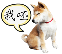 GIFAYE SHIBA INU FAMILY sticker #15019528