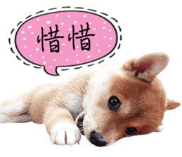 GIFAYE SHIBA INU FAMILY sticker #15019529