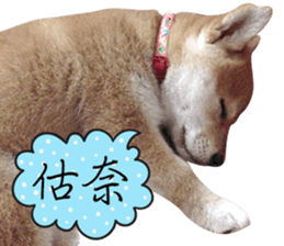 GIFAYE SHIBA INU FAMILY sticker #15019530