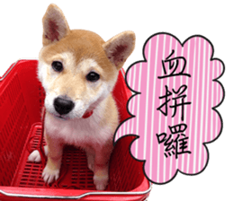 GIFAYE SHIBA INU FAMILY sticker #15019531