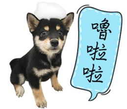 GIFAYE SHIBA INU FAMILY sticker #15019532