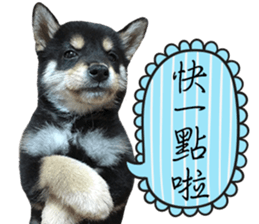 GIFAYE SHIBA INU FAMILY sticker #15019534