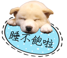 GIFAYE SHIBA INU FAMILY sticker #15019536
