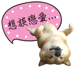 GIFAYE SHIBA INU FAMILY sticker #15019538