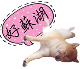 GIFAYE SHIBA INU FAMILY sticker #15019541