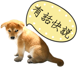 GIFAYE SHIBA INU FAMILY sticker #15019543