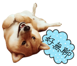 GIFAYE SHIBA INU FAMILY sticker #15019545