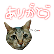 CATmarumaru sticker #15022804