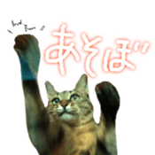 CATmarumaru sticker #15022805