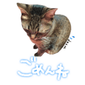 CATmarumaru sticker #15022806