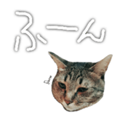 CATmarumaru sticker #15022807
