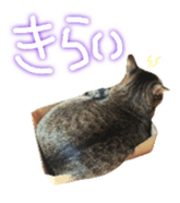 CATmarumaru sticker #15022808