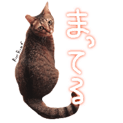 CATmarumaru sticker #15022809