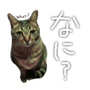 CATmarumaru sticker #15022810