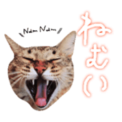 CATmarumaru sticker #15022811