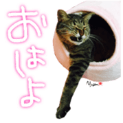 CATmarumaru sticker #15022812