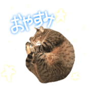 CATmarumaru sticker #15022813