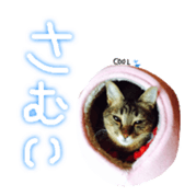 CATmarumaru sticker #15022814