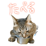CATmarumaru sticker #15022816