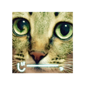 CATmarumaru sticker #15022817