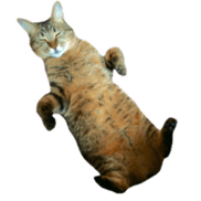 CATmarumaru sticker #15022818