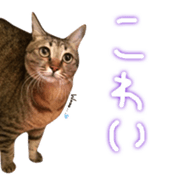 CATmarumaru sticker #15022819