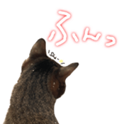 CATmarumaru sticker #15022820