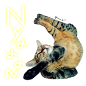 CATmarumaru sticker #15022821
