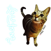 CATmarumaru sticker #15022822