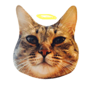 CATmarumaru sticker #15022824
