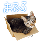 CATmarumaru sticker #15022825