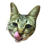 CATmarumaru sticker #15022826
