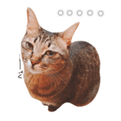 CATmarumaru sticker #15022827