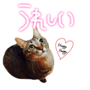 CATmarumaru sticker #15022828