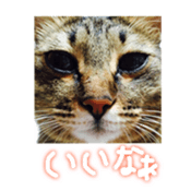 CATmarumaru sticker #15022829