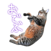 CATmarumaru sticker #15022830