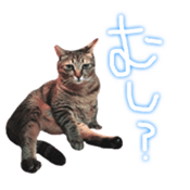 CATmarumaru sticker #15022832