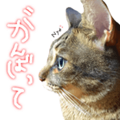 CATmarumaru sticker #15022833