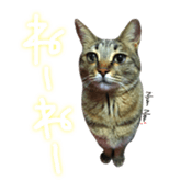 CATmarumaru sticker #15022834