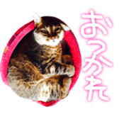 CATmarumaru sticker #15022835